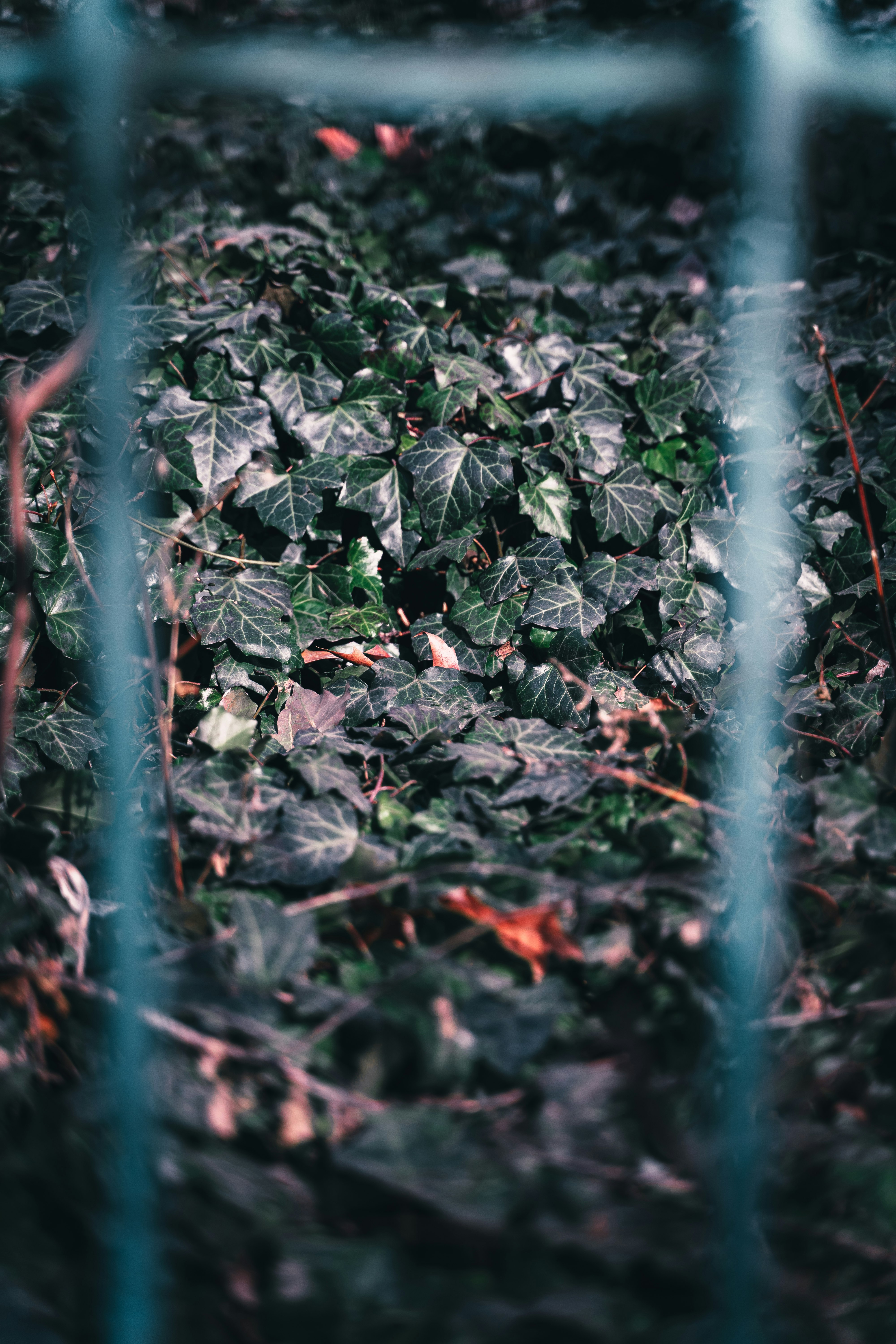 green leaves on brown soil